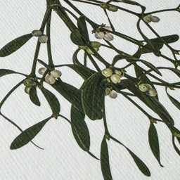 Mistletoe Christmas Greeting Card | Christmas Card