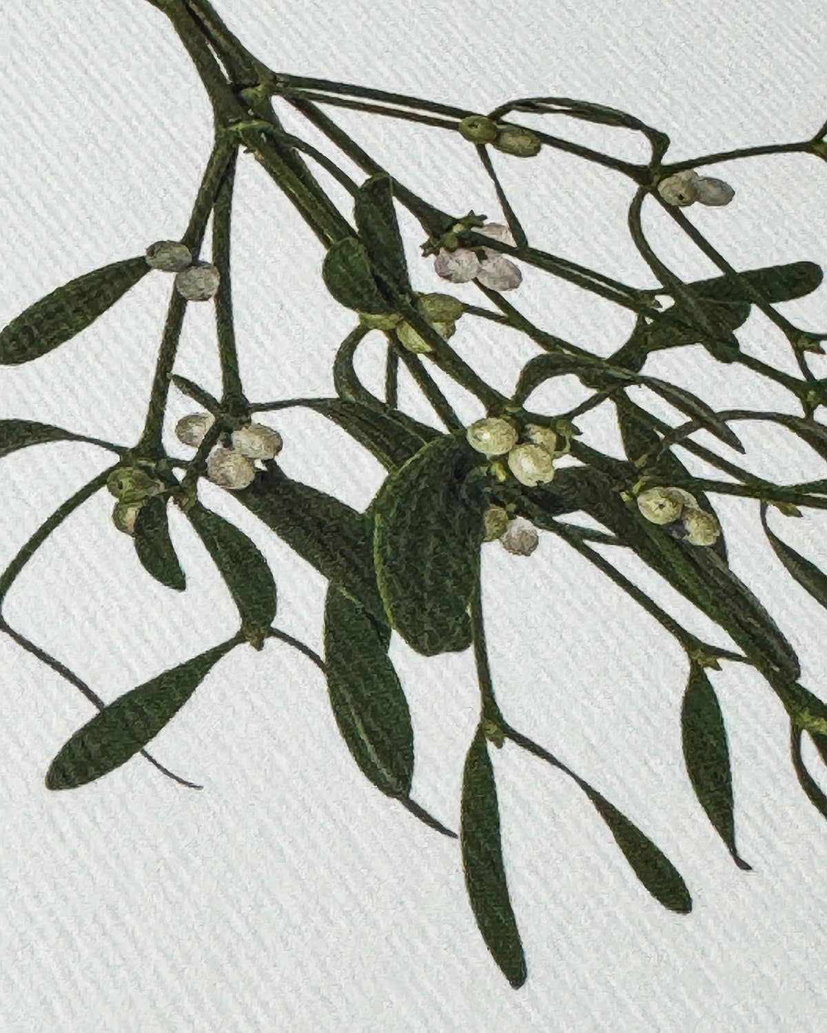 Mistletoe Christmas Greeting Card | Christmas Card